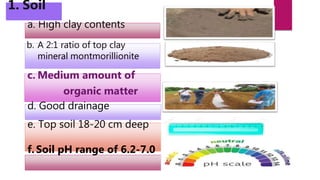 a. High clay contents
b. A 2:1 ratio of top clay
mineral montmorillionite
c. Medium amount of
organic matter
d. Good drainage
e. Top soil 18-20 cm deep
f. Soil pH range of 6.2-7.0
1. Soil
 