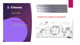 2. Climate
a. Rainfall
b. Sunlight
c. Temperature
d. Wind velocity
-Climate change is one of the
factors posing challenge to rice
production nowadays
WHATISCLIMATECHANGE?
 