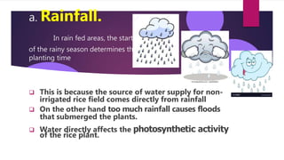 a. Rainfall.
In rain fed areas, the start
of the rainy season determines the
planting time
 This is because the source of water supply for non-
irrigated rice field comes directly from rainfall
 On the other hand too much rainfall causes floods
that submerged the plants.
 W
of
a
t
t
h
e
e
r
r
d
ic
ir
e
ec
p
t
l
l
a
y
n
a
t
f
.
fects the photosynthetic activity
 