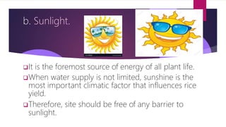 b. Sunlight.
It is the foremost source of energy of all plant life.
When water supply is not limited, sunshine is the
most important climatic factor that influences rice
yield.
Therefore, site should be free of any barrier to
sunlight.
 