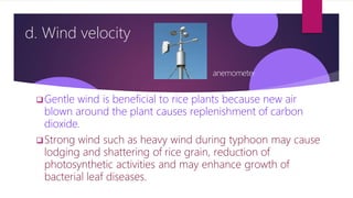 d. Wind velocity
Gentle wind is beneficial to rice plants because new air
blown around the plant causes replenishment of carbon
dioxide.
Strong wind such as heavy wind during typhoon may cause
lodging and shattering of rice grain, reduction of
photosynthetic activities and may enhance growth of
bacterial leaf diseases.
anemometer
 