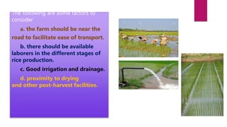 The following are some factors to
consider
a. the farm should be near the
road to facilitate ease of transport.
b. there should be available
laborers in the different stages of
rice production.
c. Good irrigation and drainage.
d. proximity to drying
and other post-harvest facilities.
 