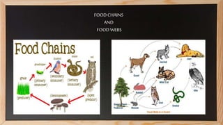 FOODCHAINS
AND
FOODWEBS
 