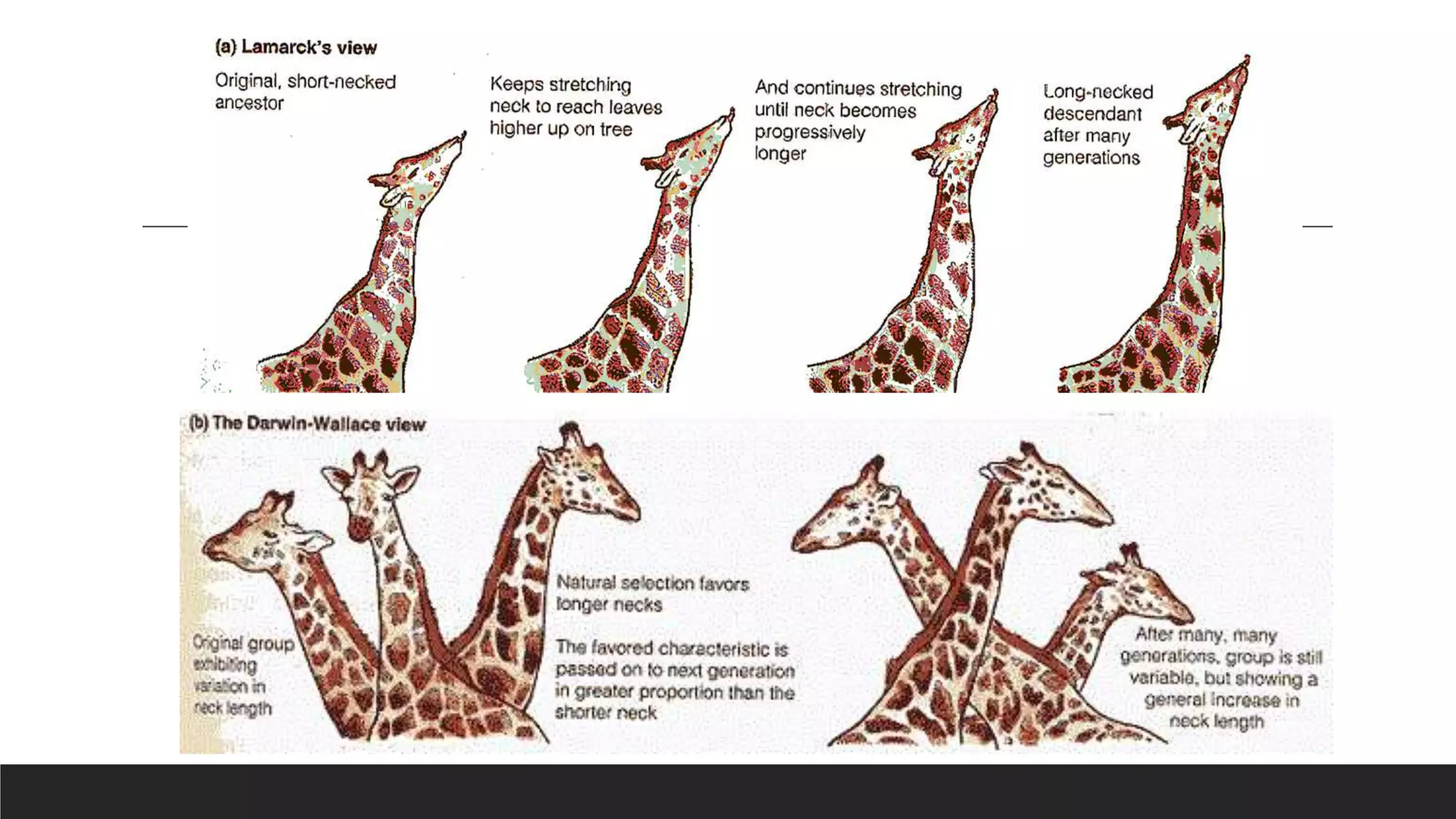 theories of evolution by Lamark and Darwin.pptx