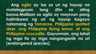 Ang agila ay isa sa uri ng hayop na
matatagpuan lang dito sa ating
bansa.Maliban sa agila ay mayroon pang
halimbawa ng uri ng hayop kagaya
nalamang ng Tamaraw, Philippine spotted
deer, ang Philippine flying lemur, at ang
Philippine crocodile. Gayunman, ang lahat
ng mga ito ay mga nanganganib na uri
(endangered species).
 