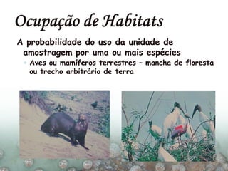 A probabilidade do uso da unidade de
amostragem por uma ou mais espécies
◦ Aves ou mamíferos terrestres – mancha de floresta
ou trecho arbitrário de terra
 