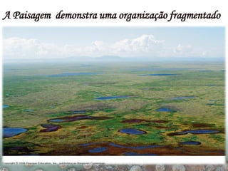 A Paisagem demonstra uma organização fragmentado
 
