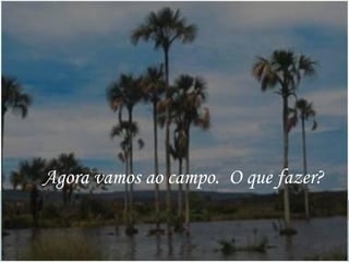 Agora vamos ao campo. O que fazer?
 