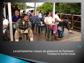 Levantamentos visuais de pássaros no Pantanal –
transecto motorizado
 