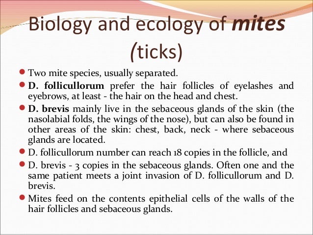 Demodex