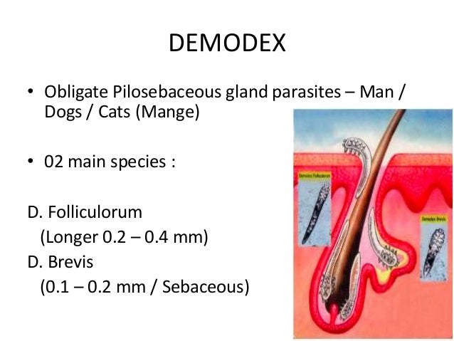 Demodex by aseem