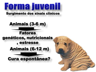 Surgimento dos sinais clínicos


   Animais (3-6 m)

        Fatores
genéticos, nutricionais
      , estresse
   Animais (6-12 m)

  Cura espontânea?
 