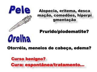 Alopecia, eritema, desca
            mação, comedões, hiperpi
                   gmentação


             Prurido/piodematite?


Otorréia, meneios de cabeça, edema?

 Curso benigno?
 Cura: espontânea/tratamento...
 