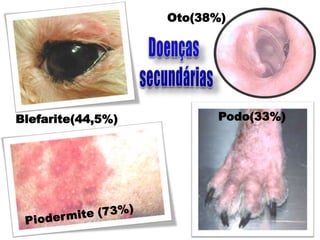 Oto(38%)




Blefarite(44,5%)         Podo(33%)
 