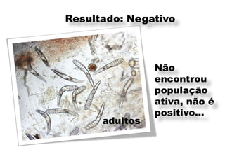 Resultado: Negativo



                Não
                encontrou
                população
                ativa, não é
                positivo...
      adultos
 