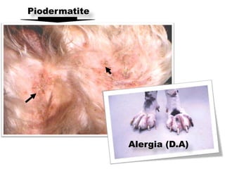 Piodermatite




               Alergia (D.A)
 