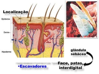 Localização               Demodex canis
                              150-300 m
     •comensal
   D. innominado (cão)
          (90-148 m)
   D. innominado (gato)
        D. Injai (cão)
        (334-368 m)          glândula
                              sebácea

    •DERMATOPATIA GRAVE patas,
                    Face,
      •Escavadores   interdigital
 