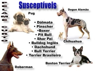 Dogue Alemão
      Pug

           • Dálmata
           • Pinscher
             •Boxer
            • Pit Bull
           • Shar Pei
                          Chihuahua
       • Bulldog Inglês
         • Dachshund
         • Bull Terrier
     • Terrier Brasileiro

               Boston Terrier
Doberman
 