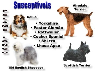 Airedale
                                 Terrier

          Collie

               • Yorkshire
            • Pastor Alemão
               • Rottweiler
            • Cocker Spaniel
                 • Shi tzu
              • Lhasa Apso



                           Scottish Terrier
Old English Sheepdog
 