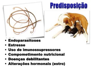  Idade:
                     DL= 90% animais
                    até 18 m (cura 6-8
                    sem)

                       10%   DG

 Endoparasitoses
 Alopecia discreta: Maltês,
 Estresse
  Shih Tzu, Lhasa Apso, Poodle.
 Uso de imunossupressores
 Desqueratinização exacerbada: Scottish
 Compometimento nutricional
  Terrier, Cairn Terrier.
 Doenças debilitantes
 Demodicidose idiopática: Cocker.
 Alterações hormonais (estro)
 