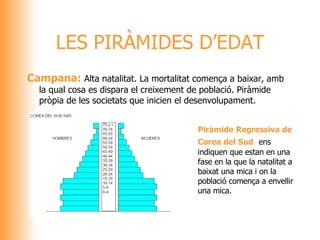 Campana:  Alta natalitat. La mortalitat comença a baixar, amb la qual cosa es dispara el creixement de població. Piràmide pròpia de les societats que inicien el desenvolupament. LES PIRÀMIDES D’EDAT Piràmide Regressiva de Corea del Sud  ens indiquen que estan en una fase en la que la natalitat a baixat una mica i on la població comença a envellir una mica. 