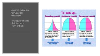 HOW TO EXPLAIN A
POPULATION
PYRAMID?
- Triangular-shaped
- Pointed arch
- Urn or bulb
 