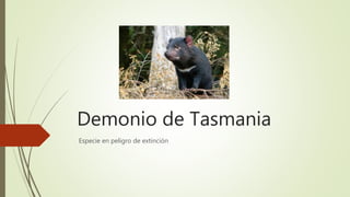 Demonio de Tasmania
Especie en peligro de extinción
 