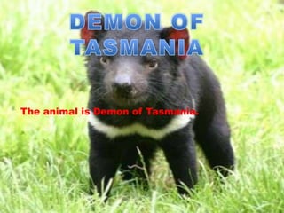 The animal is Demon of Tasmania.
 