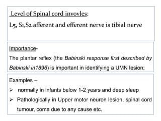 Level of Spinal cord invovles:
L5, S1,S2 afferent and efferent nerve is tibial nerve
Importance-
The plantar reflex (the Babinski response first described by
Babinski in1896) is important in identifying a UMN lesion;
Examples –
 normally in infants below 1-2 years and deep sleep
 Pathologically in Upper motor neuron lesion, spinal cord
tumour, coma due to any cause etc.
 