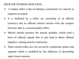 DEEP (OR TENDON) REFLEXES-
 A tendon reflex is the involuntary contraction of a muscle in
response to stretch.
 It is mediated by a reflex arc consisting of an afferent
(sensory) and an efferent (motor) neuron with one synapse
between: that is, a monosynaptic reflex.
 Muscle stretch activates the muscle spindles, which send a
burst of afferent signals that in turn lead to direct efferent
impulses, causing muscle contraction.
 These stretch reflex arcs are served by a particular spinal cord
segment which is modified by the influence of descending
upper motor neurons.
 