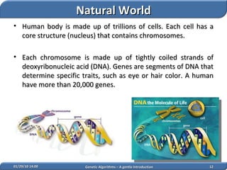 02/05/10   14:07 Genetic Algorithms – A gentle Introduction Human body is made up of trillions of cells. Each cell has a core structure (nucleus) that contains chromosomes.  Each chromosome is made up of tightly coiled strands of deoxyribonucleic acid (DNA). Genes are segments of DNA that determine specific traits, such as eye or hair color. A human have more than 20,000 genes.  Natural World 