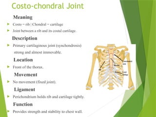 Perichondrium Rib afDemonstration_on_Thorax_of_Joints.pptx