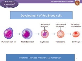 The Rawalpindi Medical University
14
Reference: Sherwood 9th
Edition page number 384
Horizontal
Integration/
Histology
Development of Red Blood cells
 