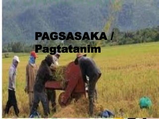PAGSASAKA / 
Pagtatanim 
 