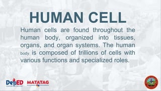 HUMAN CELL
Human cells are found throughout the
human body, organized into tissues,
organs, and organ systems. The human
body is composed of trillions of cells with
various functions and specialized roles.
 