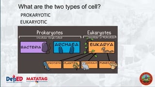 What are the two types of cell?
PROKARYOTIC
EUKARYOTIC
 
