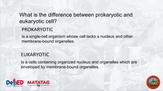 What is the difference between prokaryotic and
eukaryotic cell?
PROKARYOTIC
EUKARYOTIC
Is a single-cell organism whose cell lacks a nucleus and other
membrane-bound organelles.
Is a cells containing organized nucleus and organelles which are
enveloped by membrane-bound organelles.
 