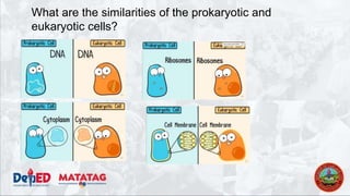 What are the similarities of the prokaryotic and
eukaryotic cells?
 