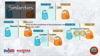 What are the similarities of the prokaryotic and
eukaryotic cells?
 