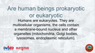 Are human beings prokaryotic
or eukaryotic
Humans are eukaryotes. They are
multicellular organisms, the cells contain
a membrane-bound nucleus and other
organelles (mitochondria, Golgi bodies,
lysosomes, endoplasmic reticulum).
 