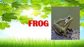 FROG
 