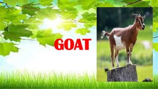 GOAT
 