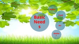 Basic needs Not basic needs
banana ball
Mineral water Toy car
Bread lipstick
Turbo fan cellphone
Shelter ( picture ) Wrist watch
clothes
Basic
Need
s Air
Water
Food
Shelte
r
 