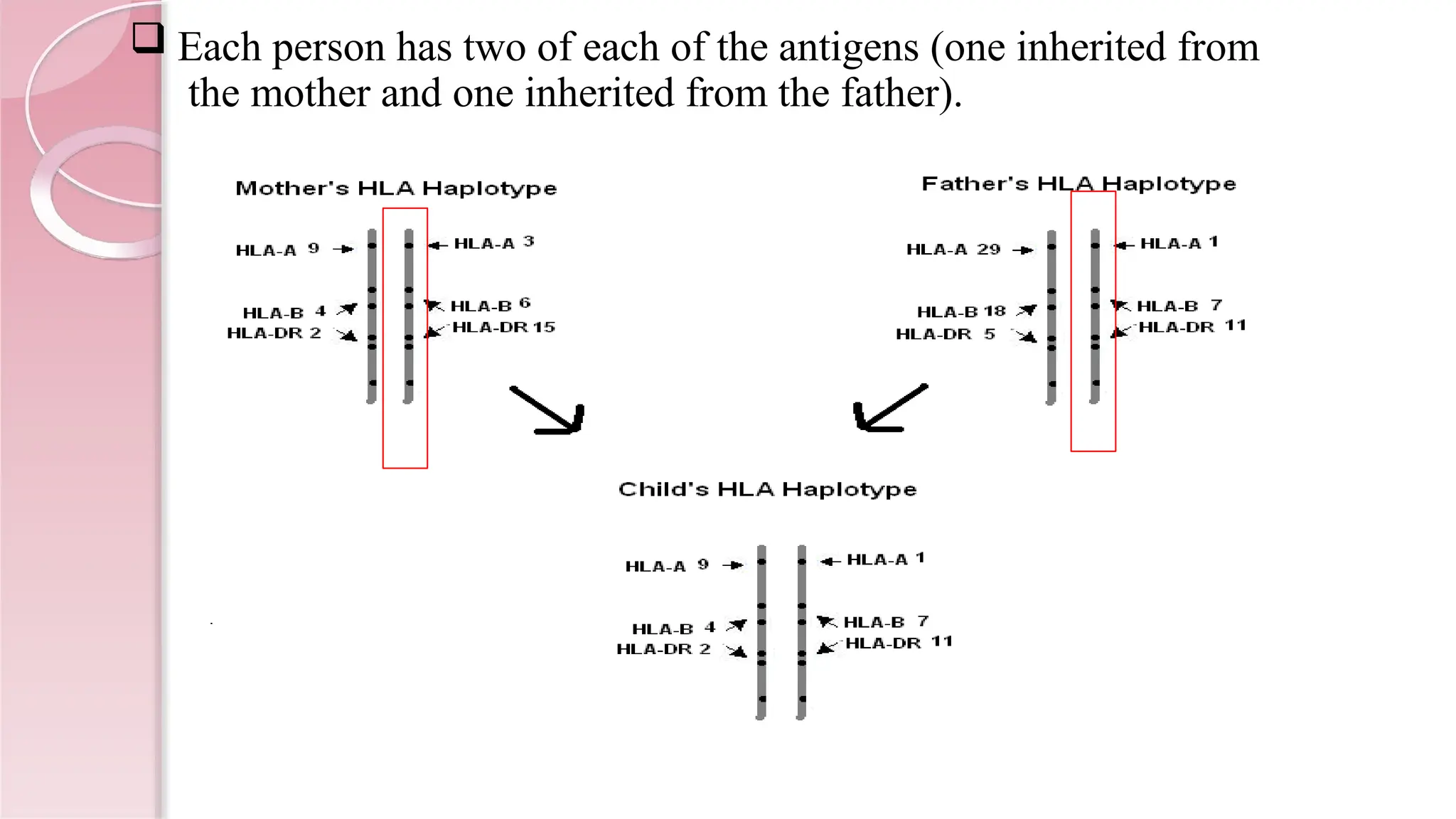  Each person has two of each of the antigens (one inherited from
the mother and one inherited from the father).
 