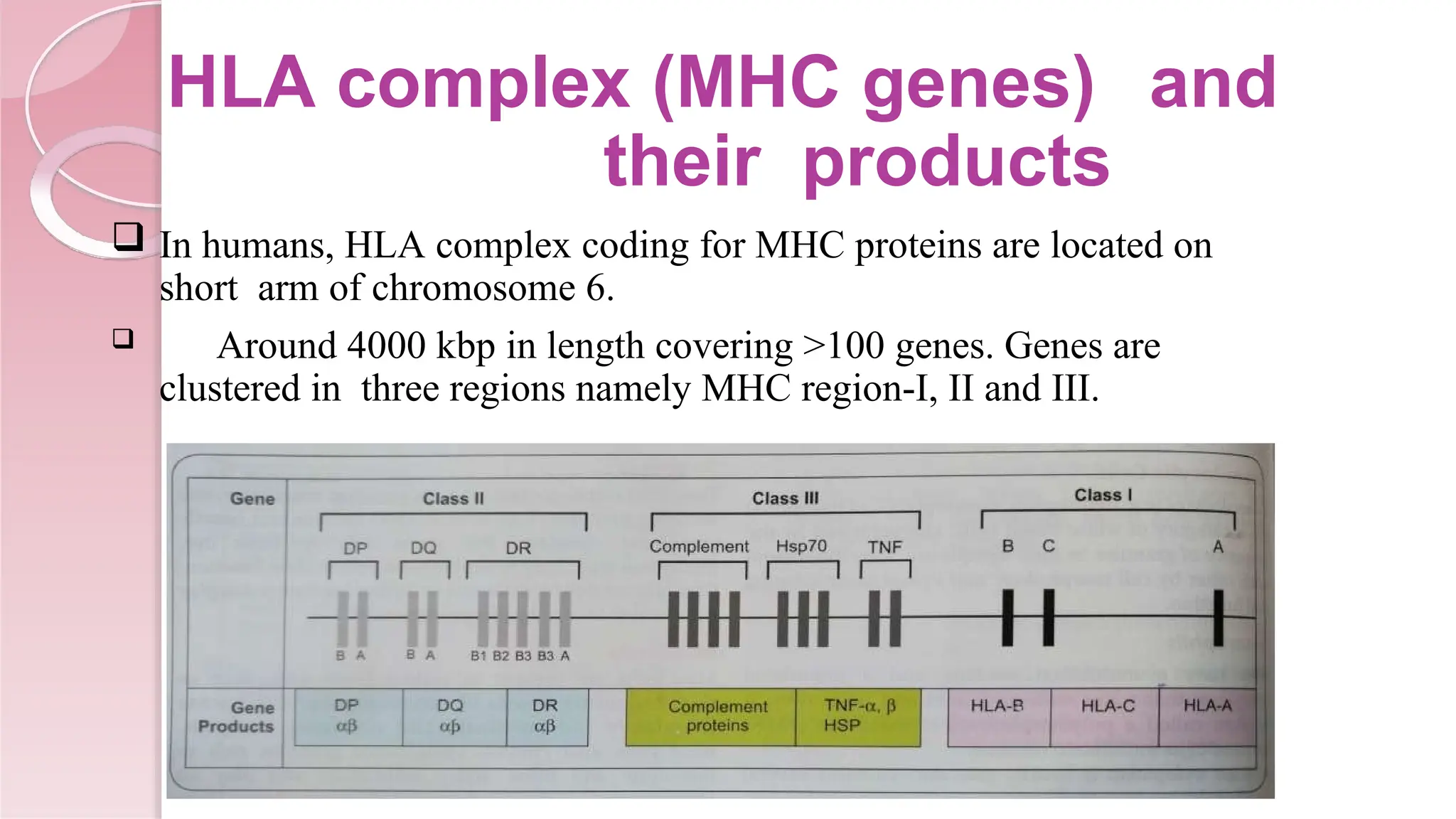 HLA complex (MHC genes) and
their products
 In humans, HLA complex coding for MHC proteins are located on
short arm of chromosome 6.
 Around 4000 kbp in length covering >100 genes. Genes are
clustered in three regions namely MHC region-I, II and III.
 