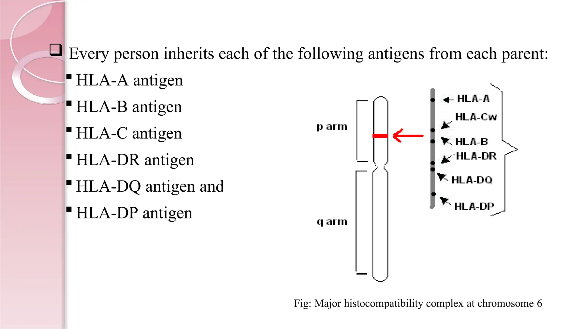 Every person inherits each of the following antigens from each parent:
 HLA-A antigen
 HLA-B antigen
 HLA-C antigen
 HLA-DR antigen
 HLA-DQ antigen and
 HLA-DP antigen
Fig: Major histocompatibility complex at chromosome 6
 
