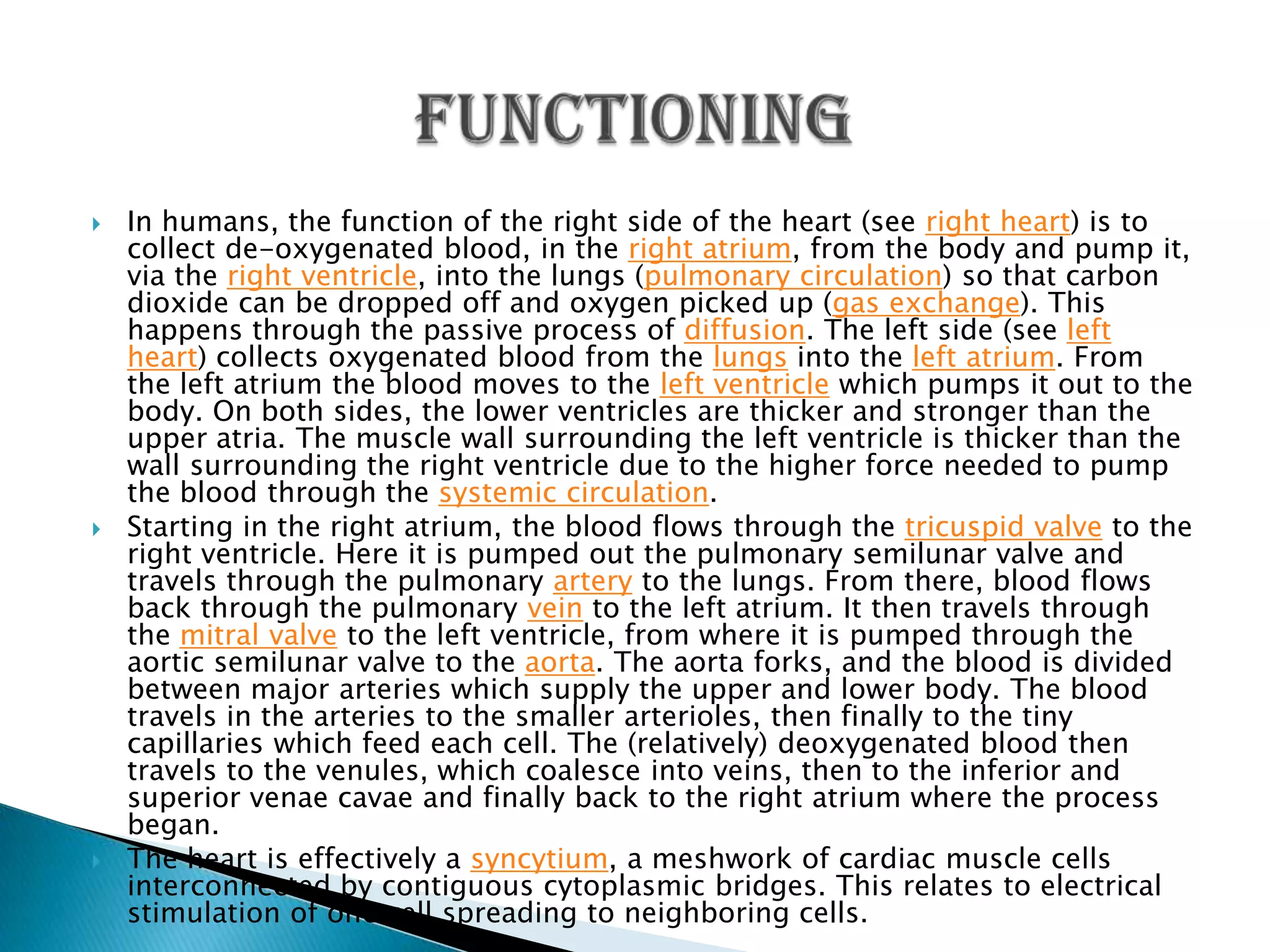 In humans, the function of the right side of the heart (see right heart) is to collect de-oxygenated blood, in the right atrium, from the body and pump it, via the right ventricle, into the lungs (pulmonary circulation) so that carbon dioxide can be dropped off and oxygen picked up (gas exchange). This happens through the passive process of diffusion. The left side (see left heart) collects oxygenated blood from the lungs into the left atrium. From the left atrium the blood moves to the left ventricle which pumps it out to the body. On both sides, the lower ventricles are thicker and stronger than the upper atria. The muscle wall surrounding the left ventricle is thicker than the wall surrounding the right ventricle due to the higher force needed to pump the blood through the systemic circulation.Starting in the right atrium, the blood flows through the tricuspid valve to the right ventricle. Here it is pumped out the pulmonary semilunar valve and travels through the pulmonary artery to the lungs. From there, blood flows back through the pulmonary vein to the left atrium. It then travels through the mitral valve to the left ventricle, from where it is pumped through the aortic semilunar valve to the aorta. The aorta forks, and the blood is divided between major arteries which supply the upper and lower body. The blood travels in the arteries to the smaller arterioles, then finally to the tiny capillaries which feed each cell. The (relatively) deoxygenated blood then travels to the venules, which coalesce into veins, then to the inferior and superior venaecavae and finally back to the right atrium where the process began.The heart is effectively a syncytium, a meshwork of cardiac muscle cells interconnected by contiguous cytoplasmic bridges. This relates to electrical stimulation of one cell spreading to neighboring cells. Functioning