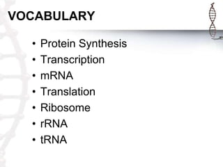 VOCABULARY

  •   Protein Synthesis
  •   Transcription
  •   mRNA
  •   Translation
  •   Ribosome
  •   rRNA
  •   tRNA
 