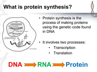 What is protein synthesis?
             • Protein synthesis is the
               process of making proteins
               using the genetic code found
               in DNA

             • It involves two processes:
                    • Transcription
                    • Translation


 DNA        RNA              Protein
 