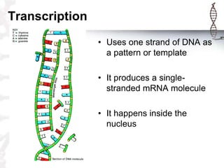 Transcription
                • Uses one strand of DNA as
                  a pattern or template

                • It produces a single-
                  stranded mRNA molecule

                • It happens inside the
                  nucleus
 